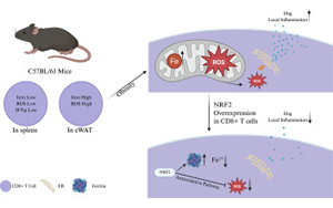 肥胖會(huì)改變脂肪組織中CD8+ T細(xì)胞的鐵代謝機(jī)制，從而加劇代謝性炎癥